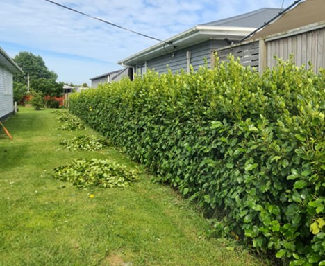 Hedge trimming