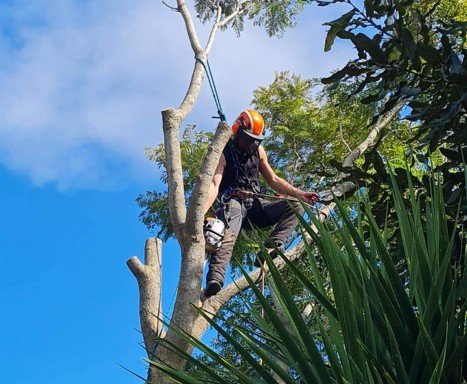 Sectional Felling services