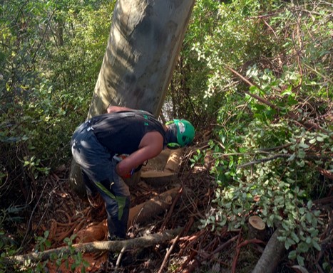 Tree Felling services